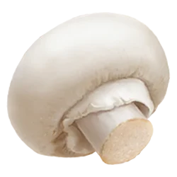 funghi